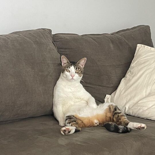 Imagen de un gato.